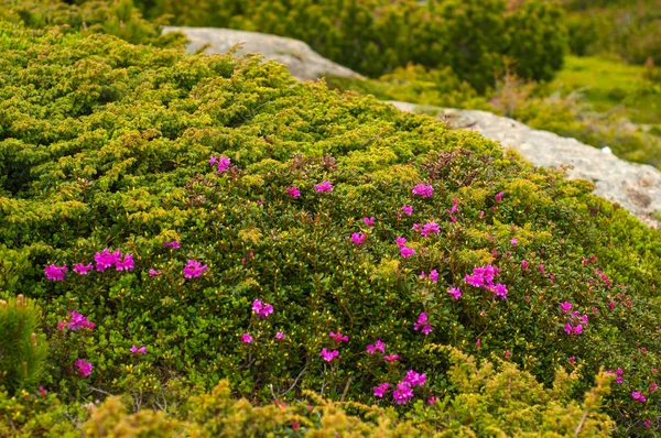 진달래 (진달래 camtschaticum) 산에서 아름 다운 위치에 개화 한다. 산에는 꽃. — 스톡 사진