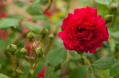 Yeşil bir çalı bir arka plan üzerinde parlak kırmızı gül tomurcukları ile. Yaz bahçesinde güzel kırmızı gül.