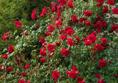 Parlak kırmızı gül tomurcukları yağmur sonra yeşil bir Bush bir arka plan ile. Yaz bahçesinde güzel kırmızı gül.