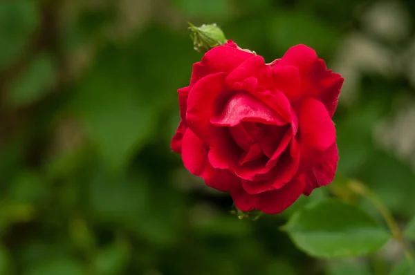 Jasne czerwona róża z pąków na tle zielonego krzewu. Piękna czerwona róża w ogrodzie. — Zdjęcie stockowe