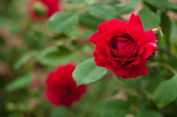 Leuchtend rote Rose mit Knospen auf dem Hintergrund eines grünen Busches. schöne rote Rose im Sommergarten. — Stockfoto