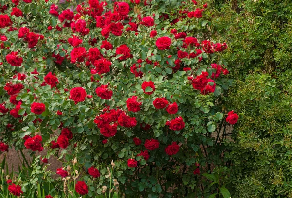 Jasne czerwone róże z pąków na tle zielony krzew po deszczu. Piękne czerwone róże w ogrodzie. — Zdjęcie stockowe
