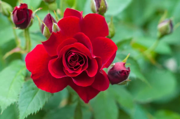 Ljust röd ros med knoppar på en bakgrund av en grön buske. Vacker röd ros i sommarträdgården. — Stockfoto