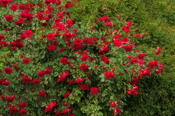 Bright red roses with buds on a background of a green bush after rain. Beautiful red roses in the summer garden. — Stock Photo, Image