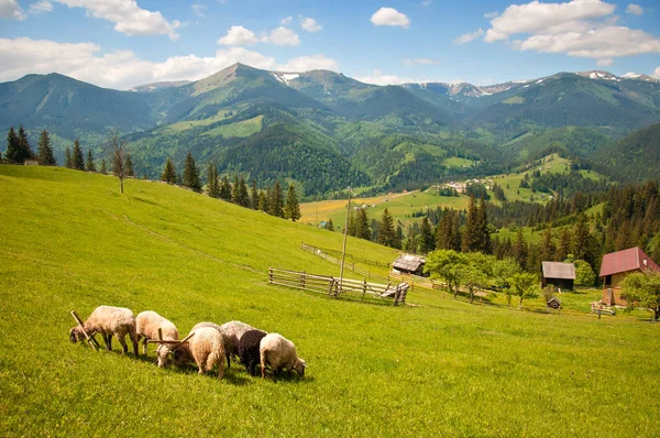 Black sheep among white on a green pasture in the mountains. — Stock Photo, Image
