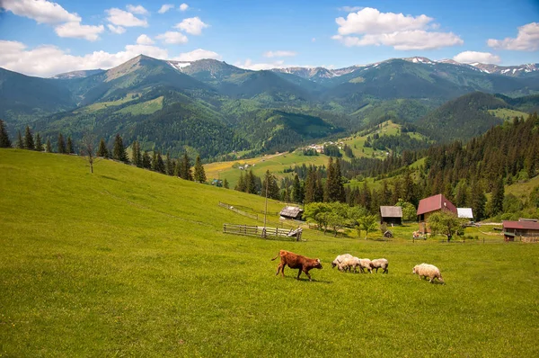Brown cow among white sheep on a green pasture in the mountains. — Stock Photo, Image