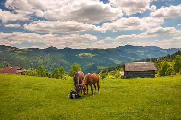 Grazing two horses at high-land pasture at Carpathian Mountains in rays of sunset. — Stock Photo, Image