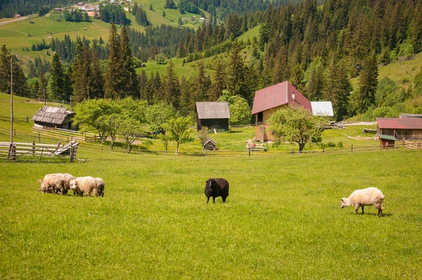 Black sheep among white on a green pasture in the mountains. — Stock Photo, Image