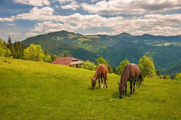 Legeltetés két ló, a nagy-land legelő a Kárpát-hegység sugarak naplemente. — Stock Fotó