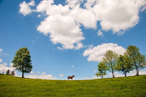 Günbatımı ışınlarının Karpat Dağları, yüksek-arazi mera, at otlatma. 
