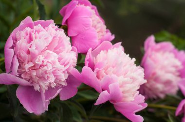 Yaz bahçesinde taze pembe peonies grup. 