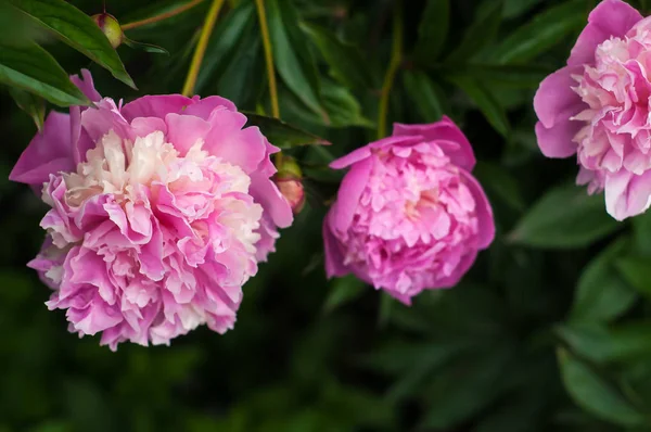 Group of fresh pink peonies in the garden in the summer. Closeup — Stock Photo, Image