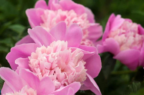 Groupe de pivoines roses fraîches dans le jardin en été. Gros plan — Photo