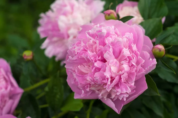 Grupo de peonías rosadas frescas en el jardín en el verano. Primer plano. — Foto de Stock