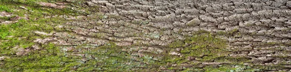 Reliefstruktur der braunen Rinde eines Baumes mit grünem Moos und — Stockfoto