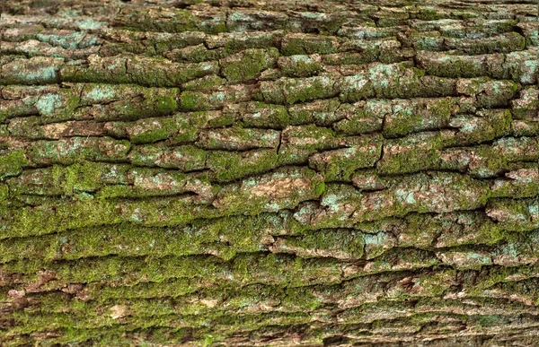 Δημιουργική Υφή Ανακούφιση Από Ένα Παλιό Oak Φλοιός — Φωτογραφία Αρχείου