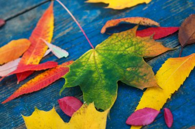 Renkli mavi scuffed kurullarında yaprak. Akçaağaç yaprakları üzerinde bir