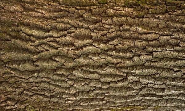 Geprägte Textur der braunen Rinde eines Baumes mit grünem Moos und blauer Flechte darauf. — Stockfoto