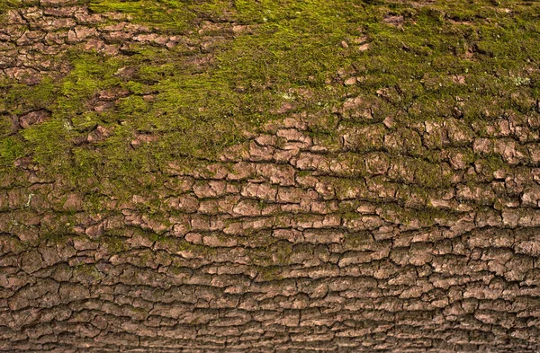 Textura en relieve de la corteza marrón de un árbol con musgo verde y —  Fotos de Stock