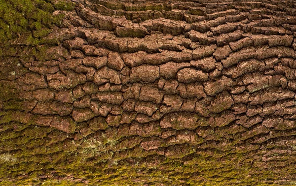 Textura en relieve de la corteza marrón de un árbol con musgo verde y —  Fotos de Stock