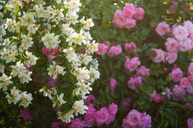 Yasemin çiçeği Bush güneş ışınları ile bahçede büyüyen.