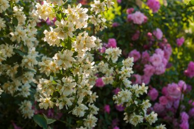 Yasemin çiçeği Bush güneş ışınları ile bahçede büyüyen.