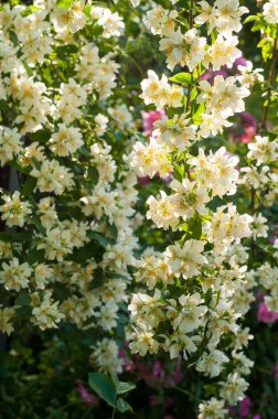 Yasemin çiçeği Bush güneş ışınları ile bahçede büyüyen.