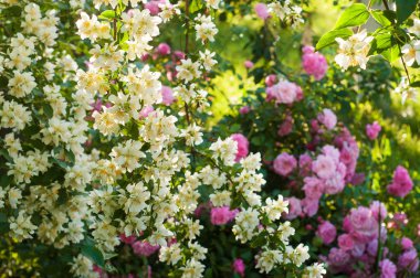 Yasemin çiçeği Bush güneş ışınları ile bahçede büyüyen.