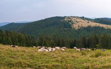 Manzara Panoraması koyun sürüsü ile otlatmak dağlarda yeşil mera üzerinde. 