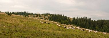 Çiftlikte genç beyaz ve kahverengi koyun otlatmaya.