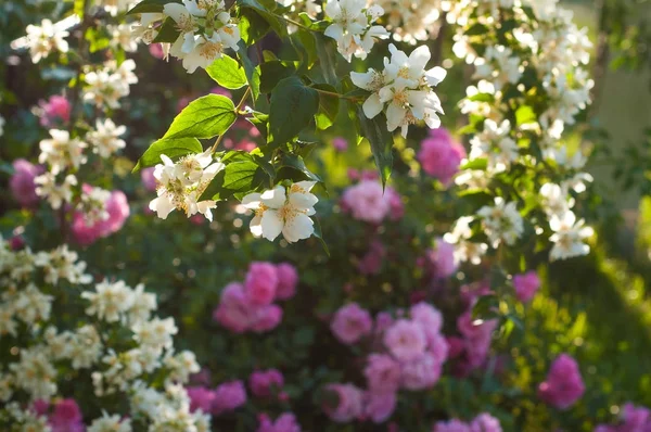 Yasemin çiçeği Bush güneş ışınları ile bahçede büyüyen.