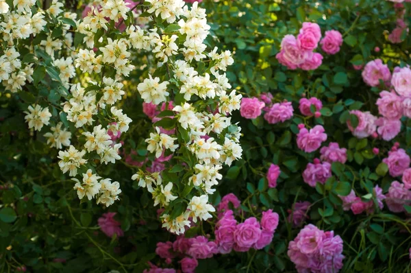 Квітка Жасмину Росте Кущі Саду Сонячними Променями — стокове фото