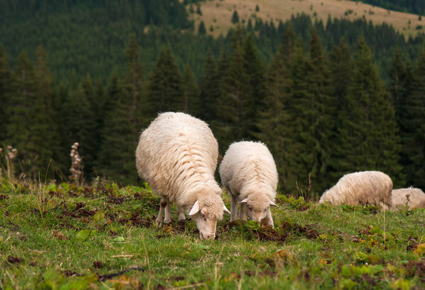 Овцы с ягненком пасутся на зеленом пастбище в горах.
