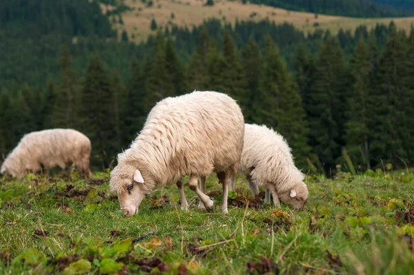 Овца с ягненком, пасущимся на зеленом пастбище в горах . — стоковое фото