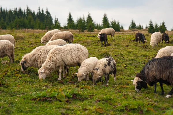 Junge Weiße Weiße Und Braune Schafe Grasen Auf Dem Hof — Stockfoto