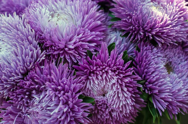 Sottobicchieri viola frilly nel giardino estivo. Un bouquet di fioritura — Foto Stock