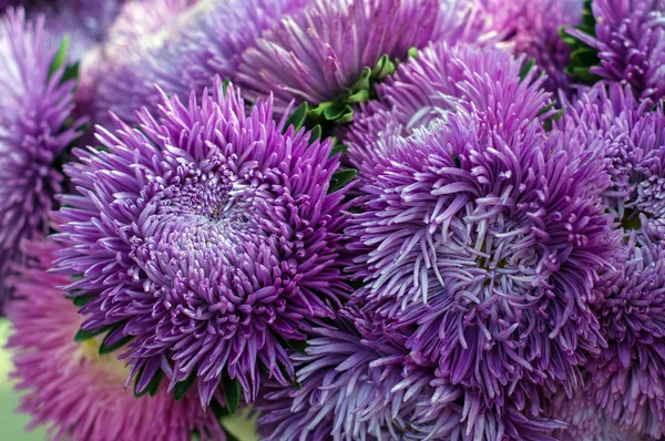 夏の庭でフリル紫アスター。花の花束 — ストック写真