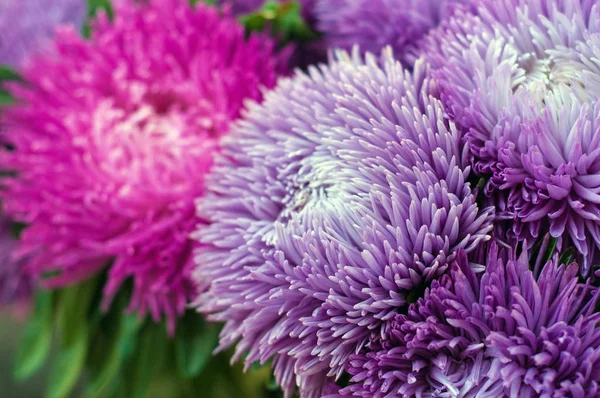 Fırfırlı mor Aster yaz bahçesinde. Bir buket çiçek açan