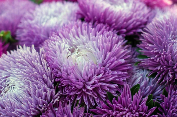 夏の庭でフリル紫アスター。花の花束 — ストック写真