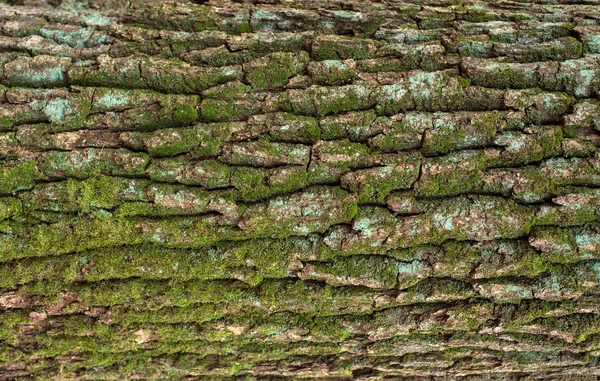 Geprägte Textur der braunen Rinde eines Baumes mit grünem Moos und blauer Flechte darauf. — Stockfoto