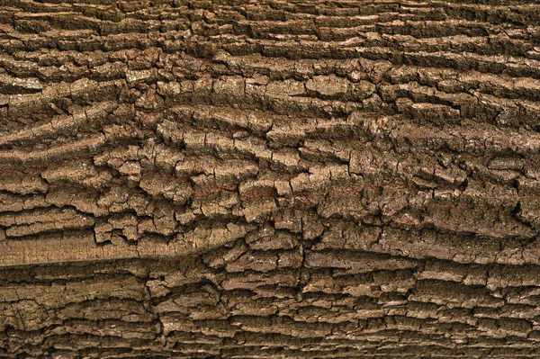 Reliéfní povrch hnědá kůra stromu. Reliéf kreativní te — Stock fotografie