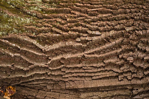 Relief Creative Texture Old Oak Bark — Stock Photo, Image