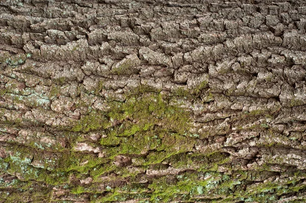 Pomysłowych Tekstur Relief Stary Kory Dębu — Zdjęcie stockowe