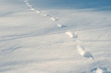 Closeup ayaz sabahları taze kar ayak izleri. Anima
