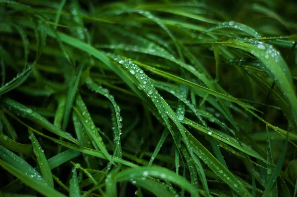 Свіжа зелена трава з краплями роси крупним планом. Вода падає на свіжу траву після дощу . — стокове фото
