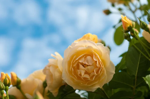 Bush of fresh yellow roses on the blue sky background. Beautiful — Stock Photo, Image