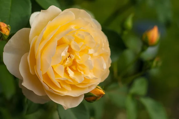Arbusto de rosas amarillas frescas florece en el jardín. Hermoso tende — Foto de Stock