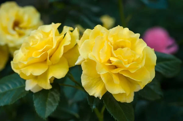 Bush of fresh yellow roses blooms in the garden. Beautiful tende — Stock Photo, Image