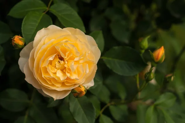 Arbusto de rosas amarillas frescas florece en el jardín. Hermoso tende — Foto de Stock