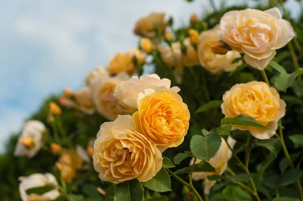 Strauch von frischen gelben Rosen auf dem blauen Himmel Hintergrund. — Stockfoto